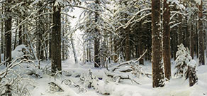 Shishkin